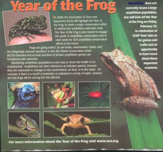 yearoffrog_2.jpg