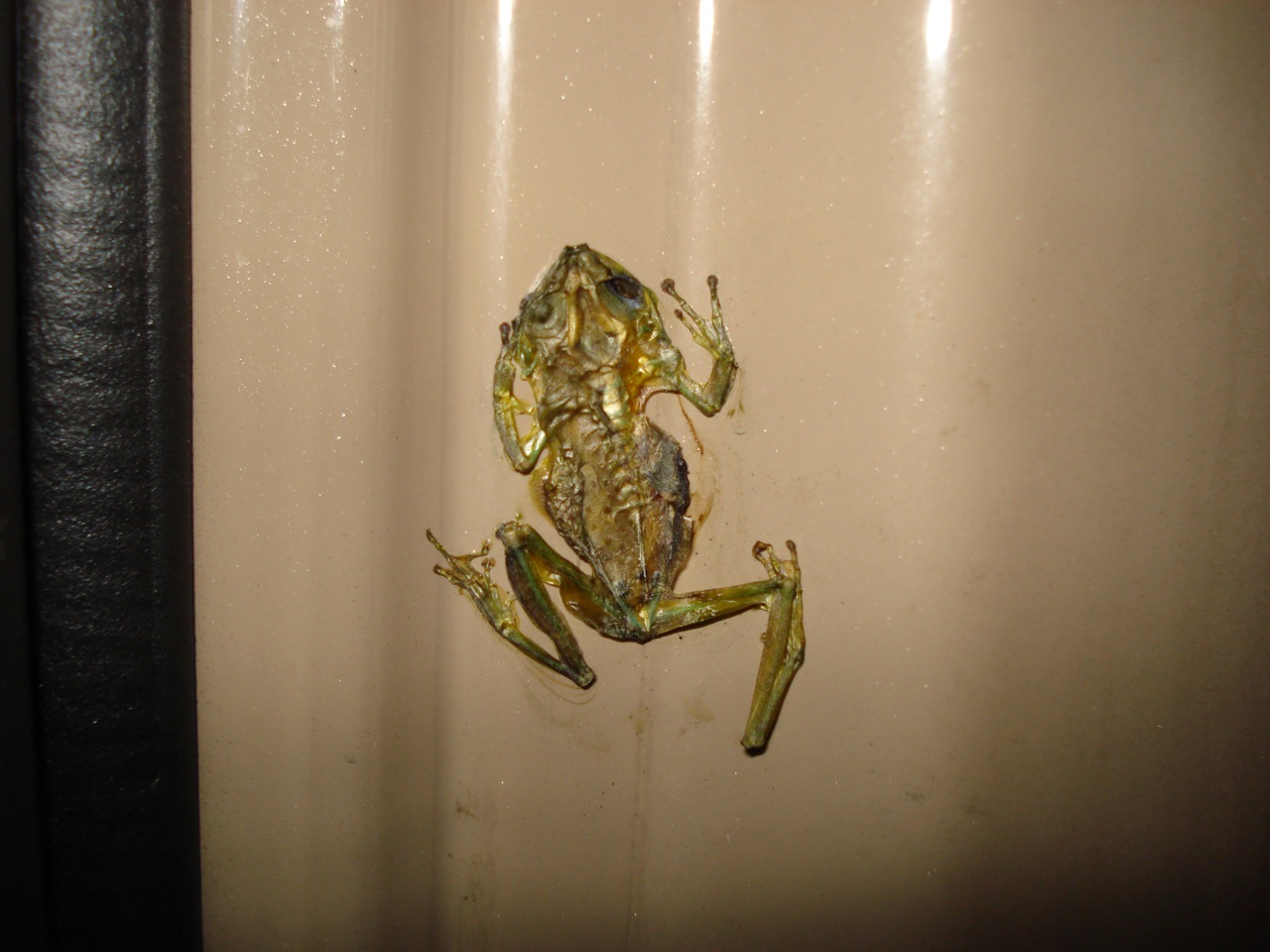 flatfrog