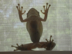 Frog_on_window