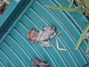 FrozenFrog