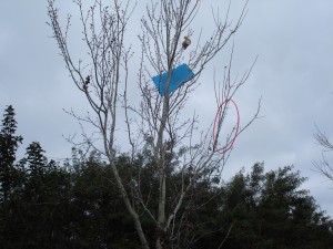 Up a Tree